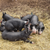 The Tender Belly Difference: Heritage Hogs