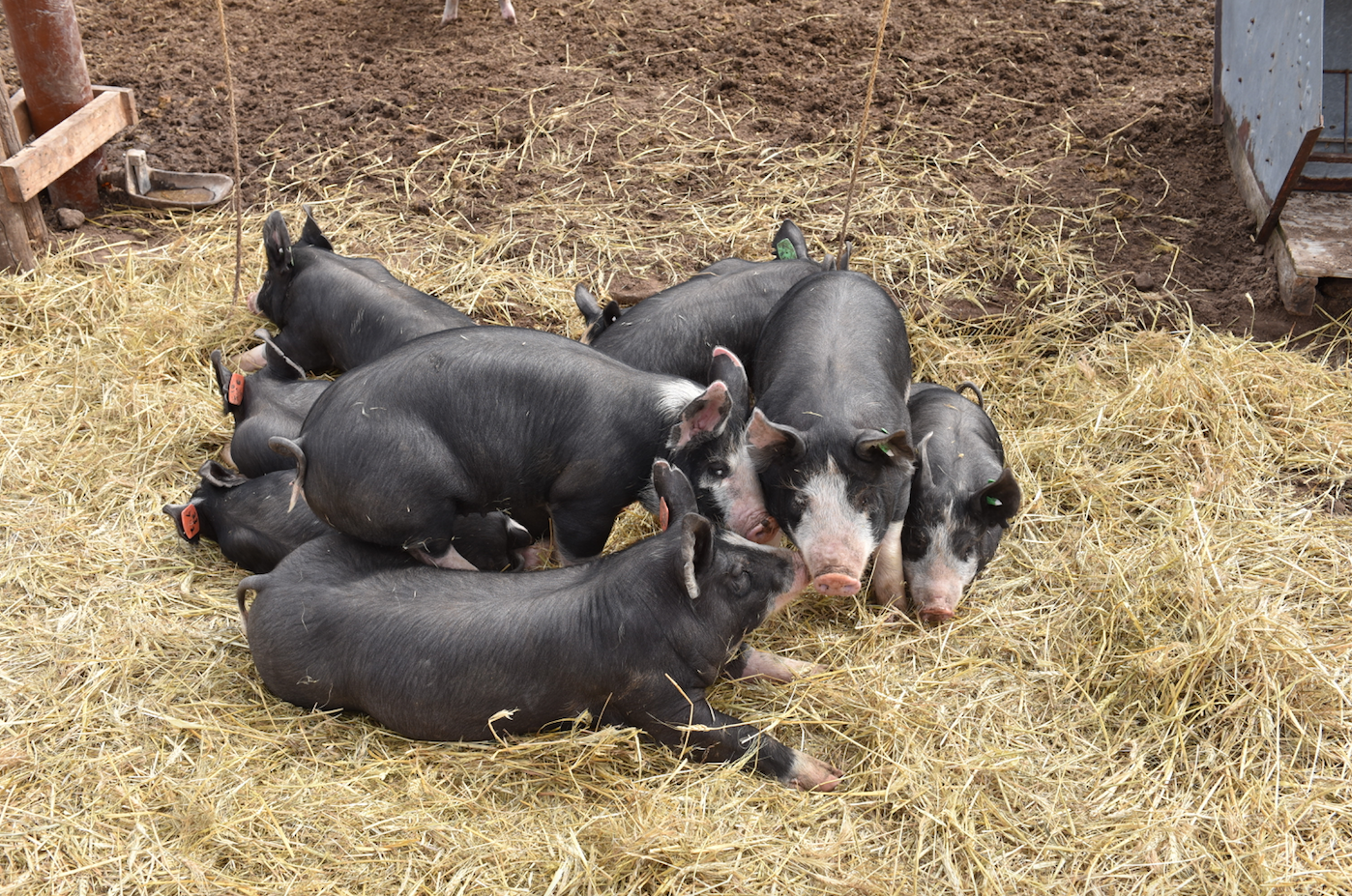 The Tender Belly Difference: Heritage Hogs