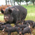 Heritage Pork