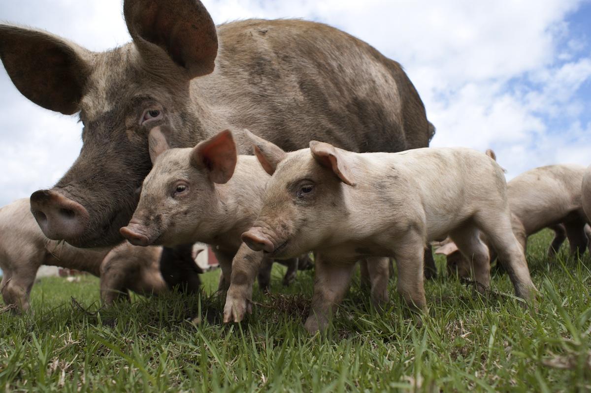 Trend Report: Tender Belly Pork